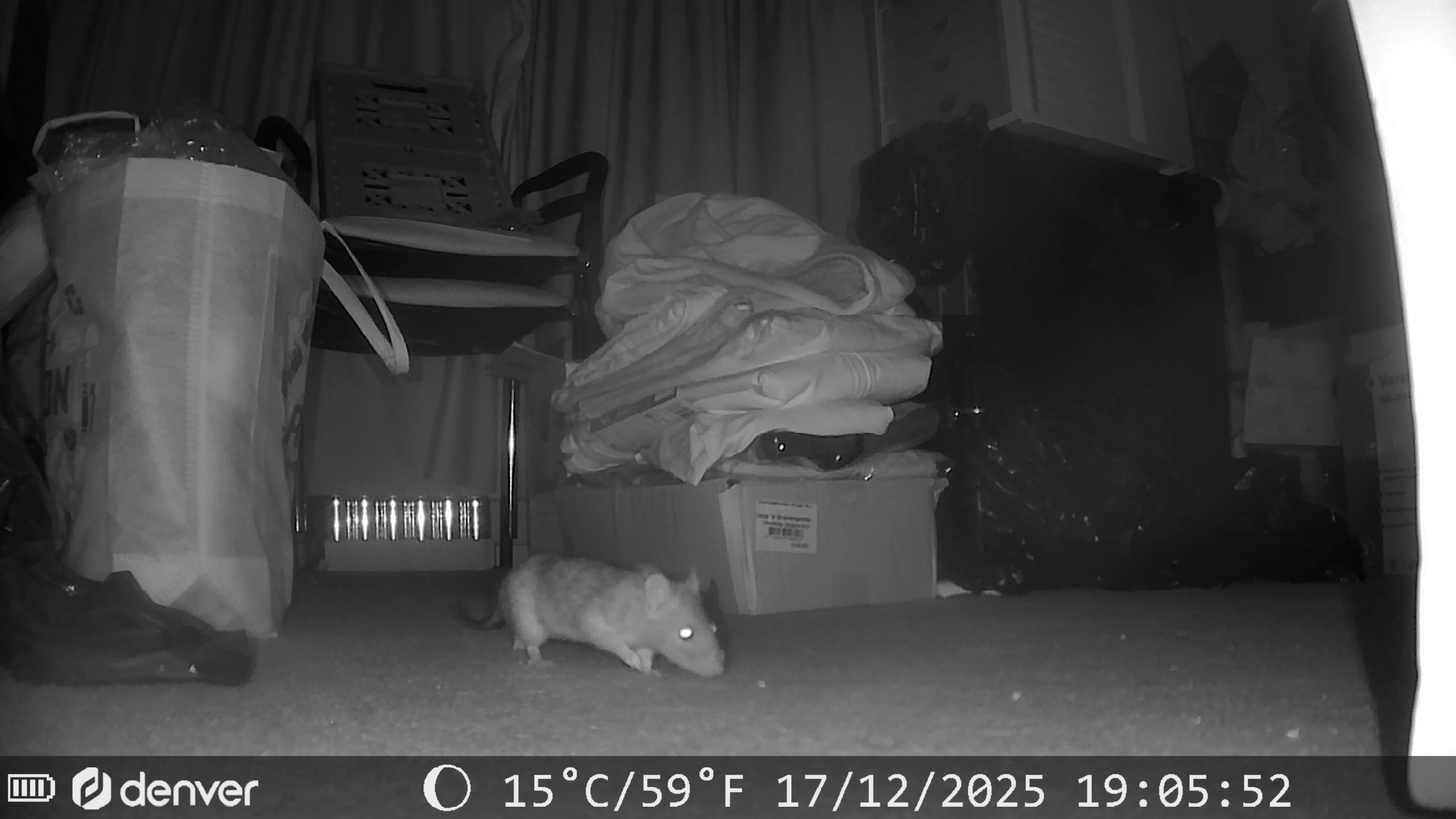 Ratventure; Een ongenode gast