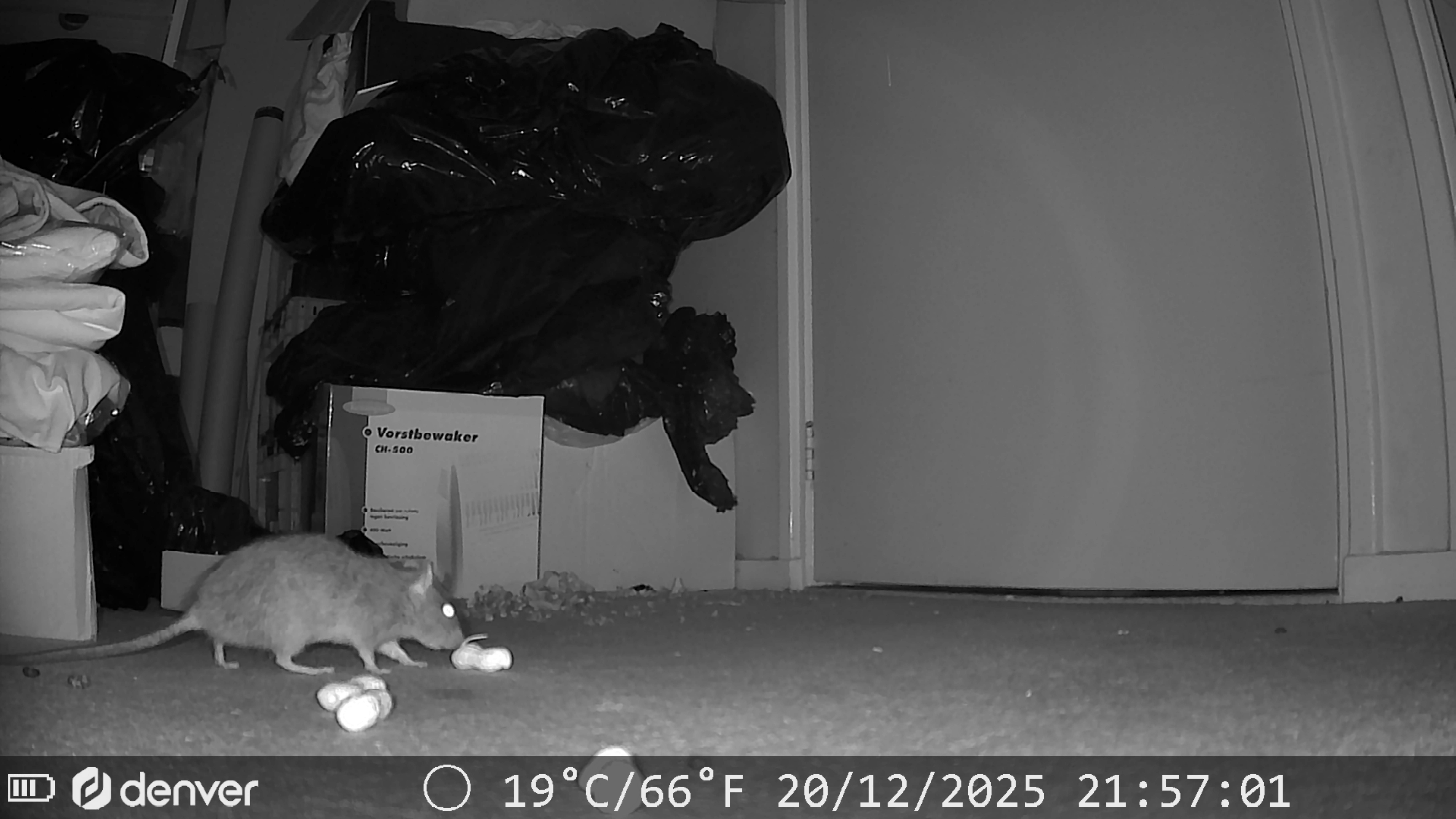 Ratventure; De slimmere gast