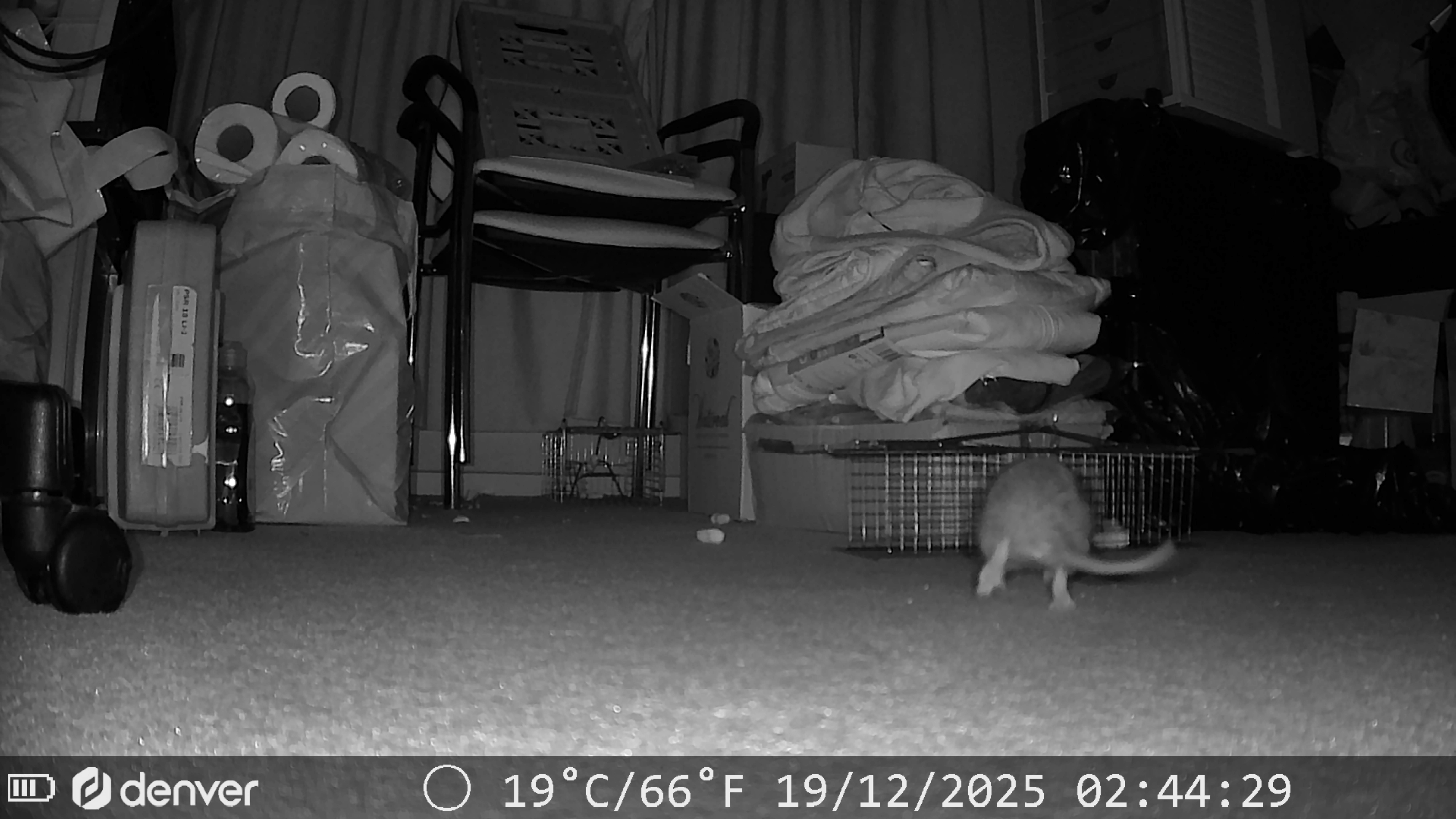 Ratventure; De jacht begint